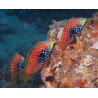Macropharyngodon bipartitus*  femelle: 4-7 cm